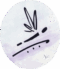 petit logo sonia adouci transparent